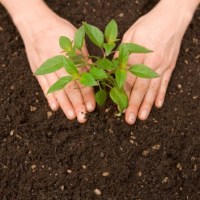 Hands planting a tree